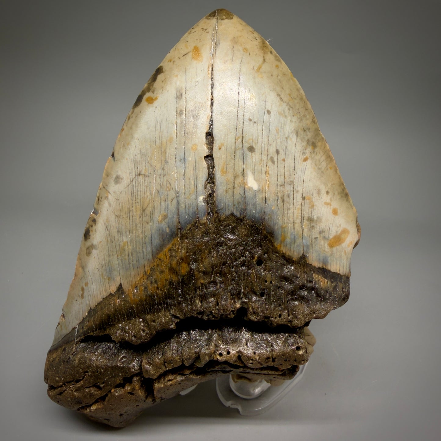 Front View 6.03" Authentic Megalodon Tooth – Extra Large, Colorful Fossil from North Carolina megalodonteeth.com CM6613 - 1