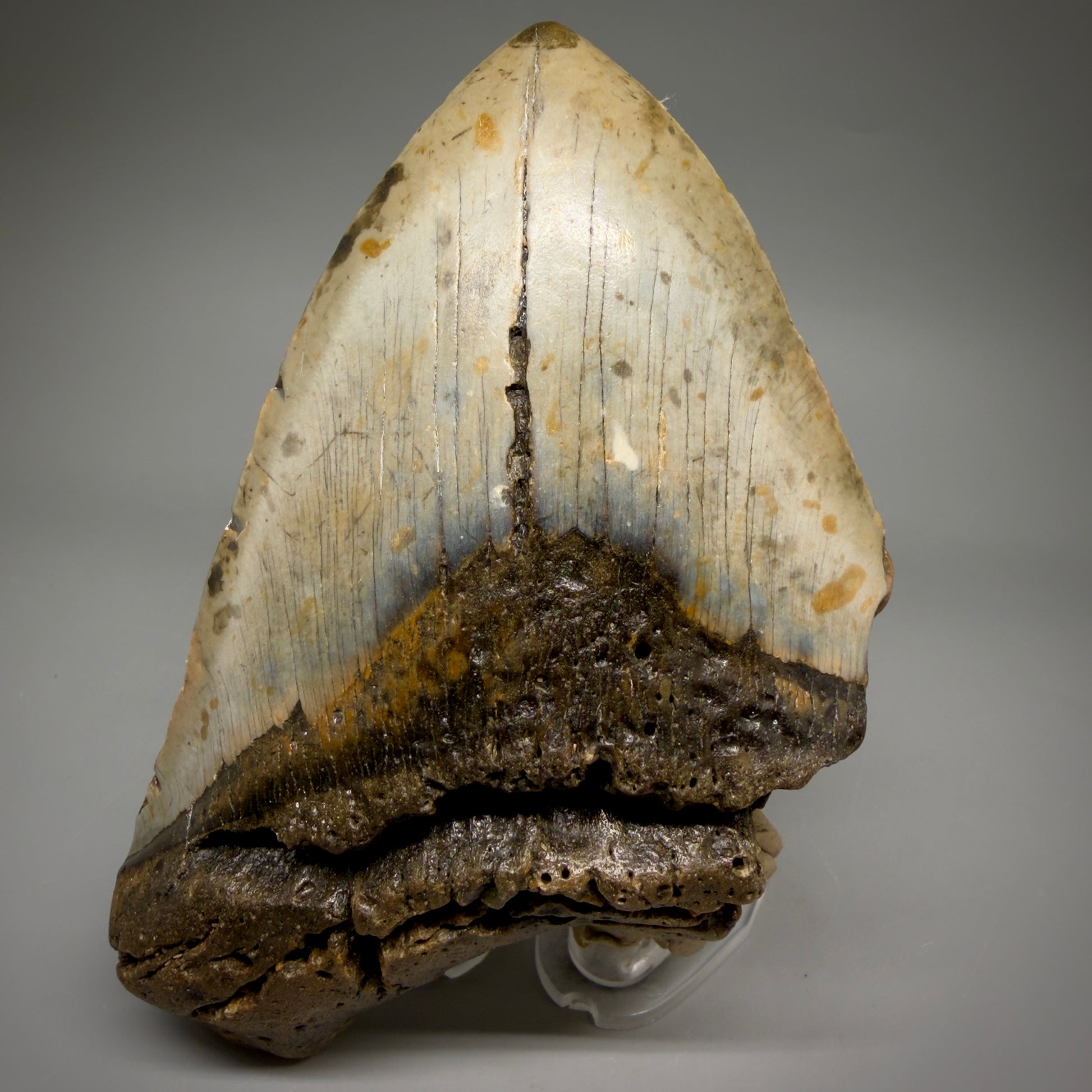 Front View 6.03" Authentic Megalodon Tooth – Extra Large, Colorful Fossil from North Carolina megalodonteeth.com CM6613 - 1