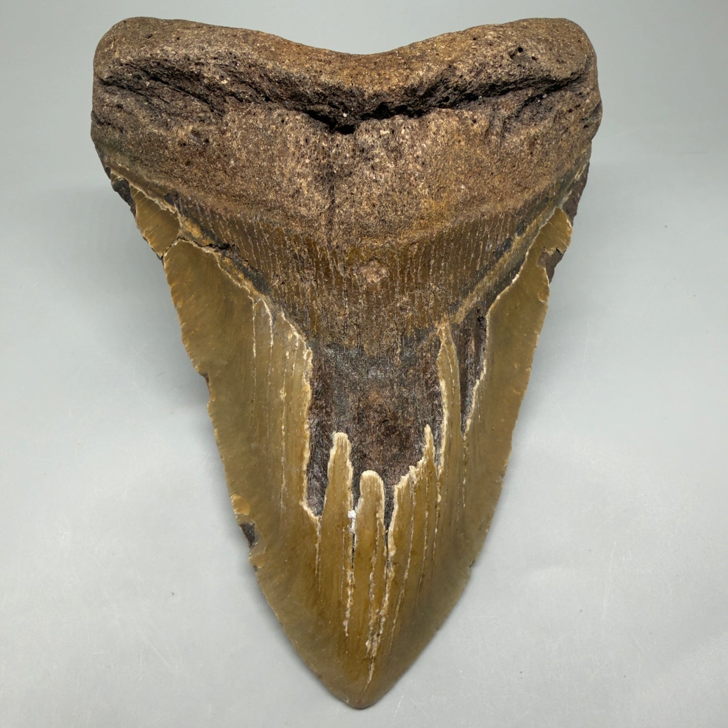Front View  6.03" HUGE Authentic Megalodon Tooth – Extra Large, Colorful Fossil from North Carolina CM6448 - 1