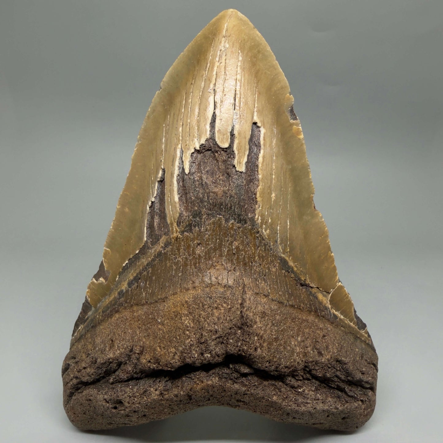 Front View  6.03" HUGE Authentic Megalodon Tooth – Extra Large, Colorful Fossil from North Carolina CM6448
