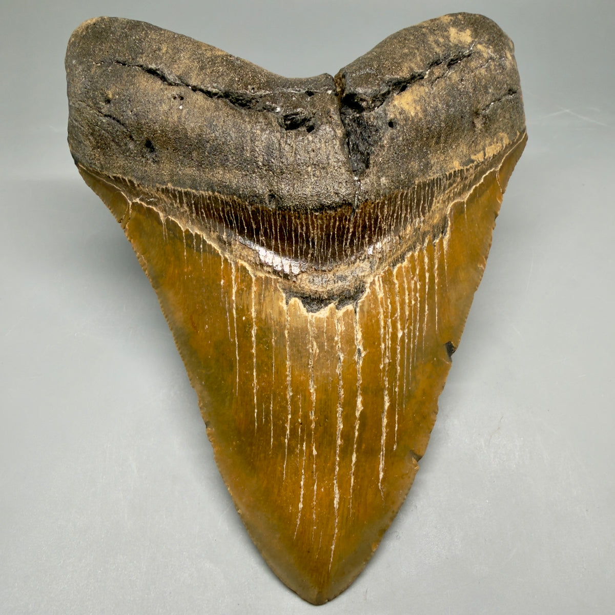 Front View 6.07" Authentic Megalodon Tooth – Extra Large, Colorful Fossil from North Carolina megalodonteeth.com MJ108