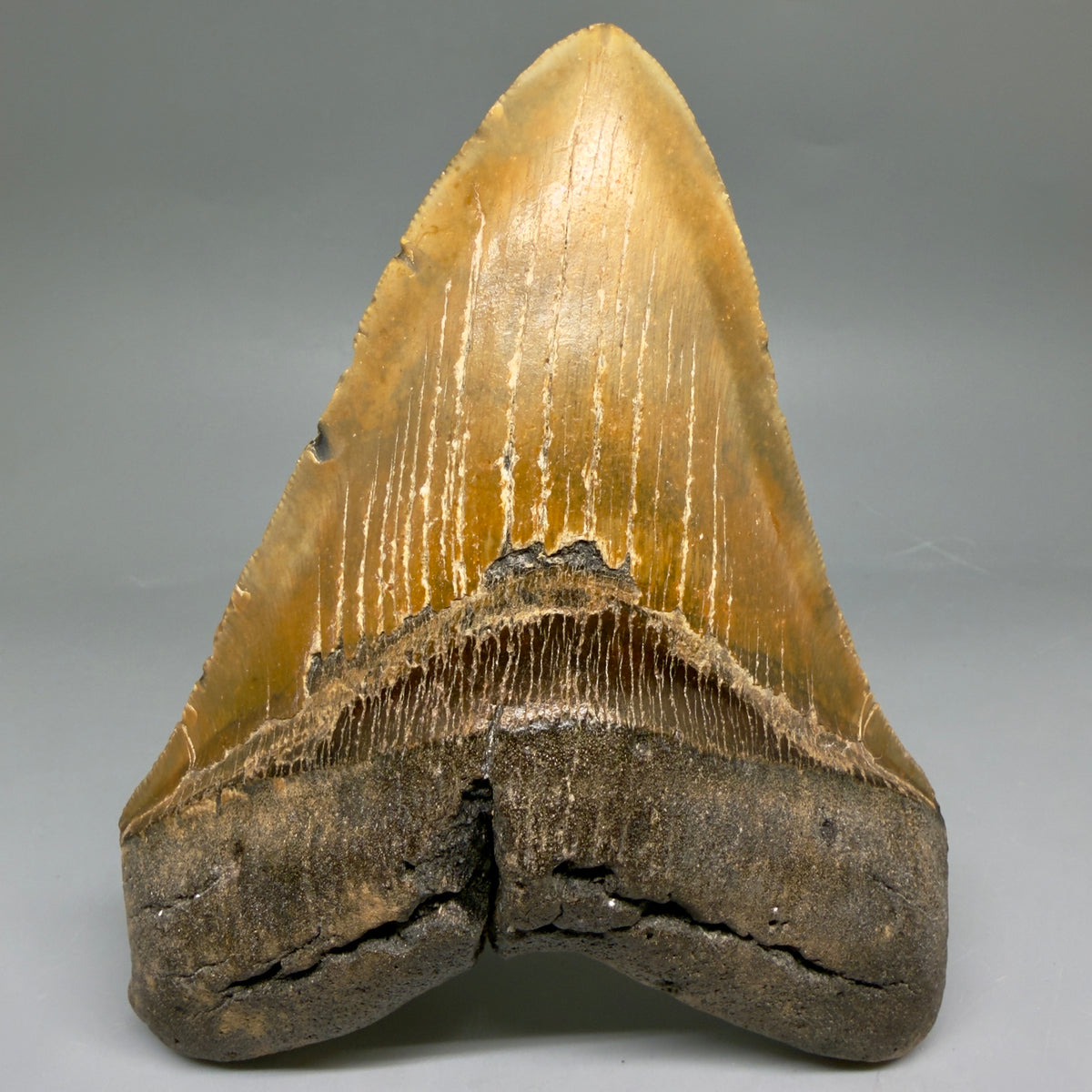 Front View 6.07" Authentic Megalodon Tooth – Extra Large, Colorful Fossil from North Carolina megalodonteeth.com MJ108 - 1