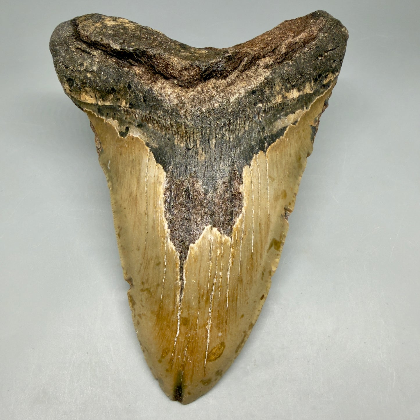 Front View 6.08" Authentic Megalodon Tooth – Extra Large, Colorful Fossil from North Carolina CM6448 - 1