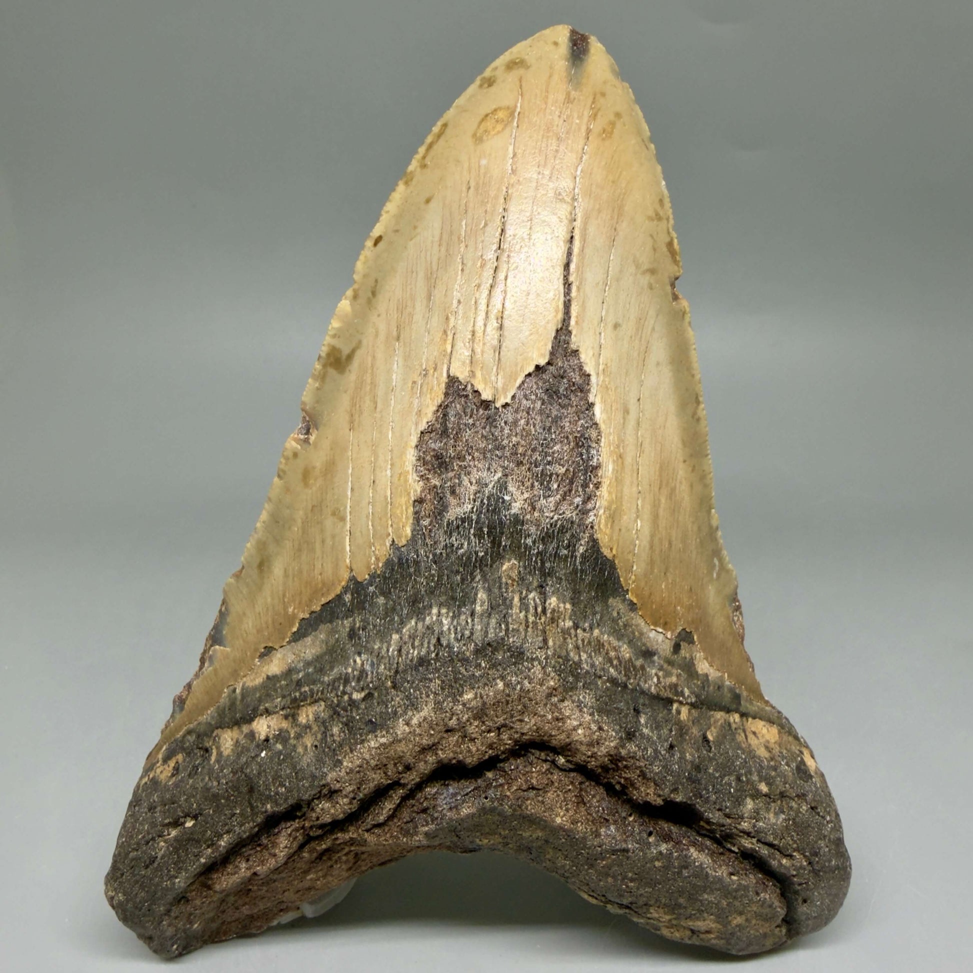 Front View 6.08" Authentic Megalodon Tooth – Extra Large, Colorful Fossil from North Carolina CM6448