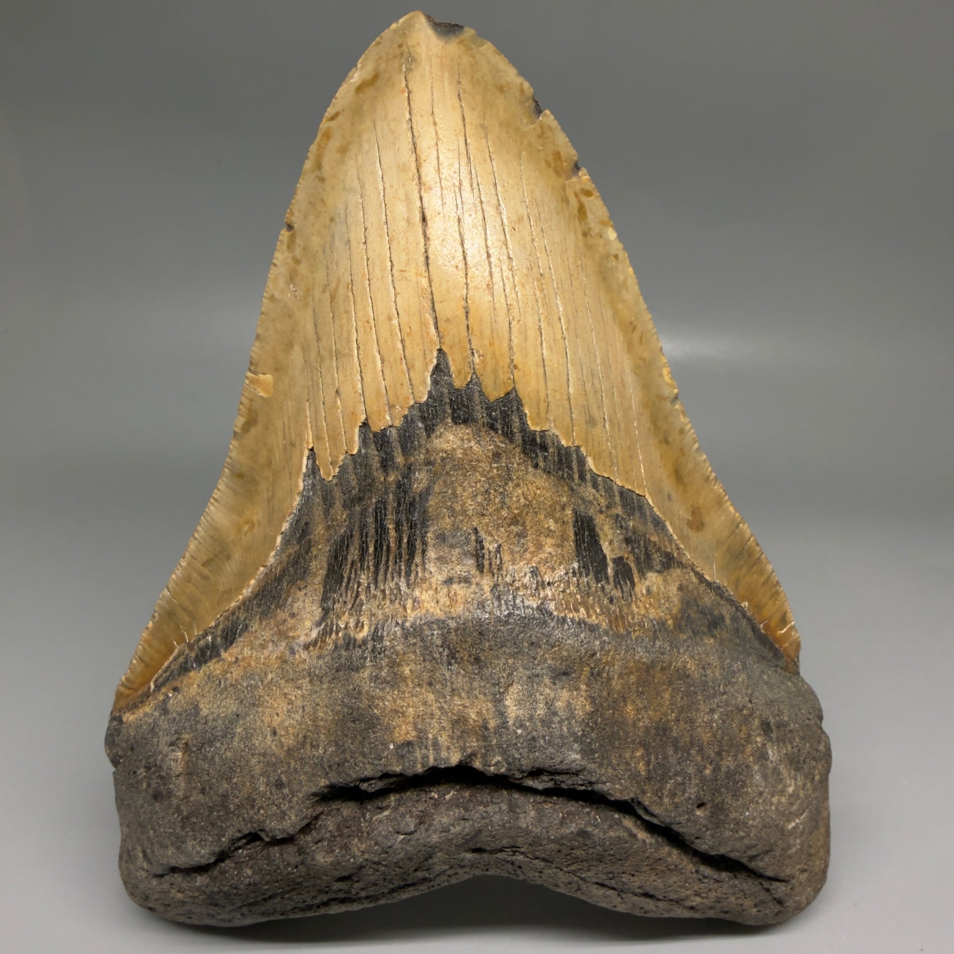 Front View 6.13" Authentic Megalodon Tooth – Extra Large, Collector's Quality Fossil from North Carolina CM6169