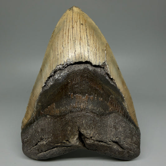 Front View 6.13" Authentic Megalodon Tooth – Extra Large, Colorful Fossil from North Carolina CM3962