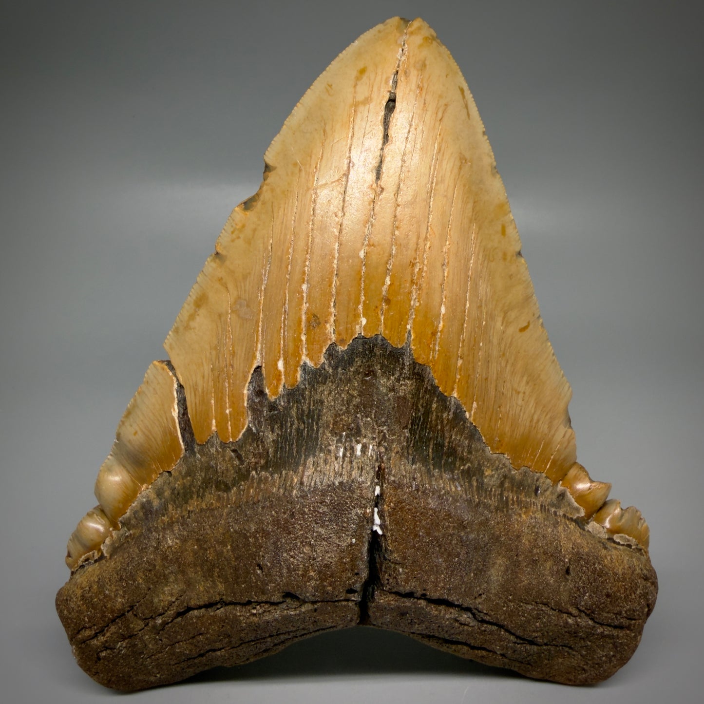 Front View 6.14" Authentic Megalodon Tooth – Extra Large, Colorful Fossil from North Carolina CM6170