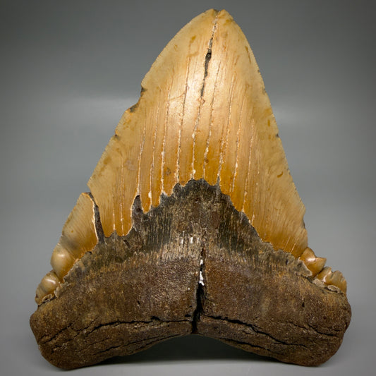 Front View 6.14" Authentic Megalodon Tooth – Extra Large, Colorful Fossil from North Carolina CM6170