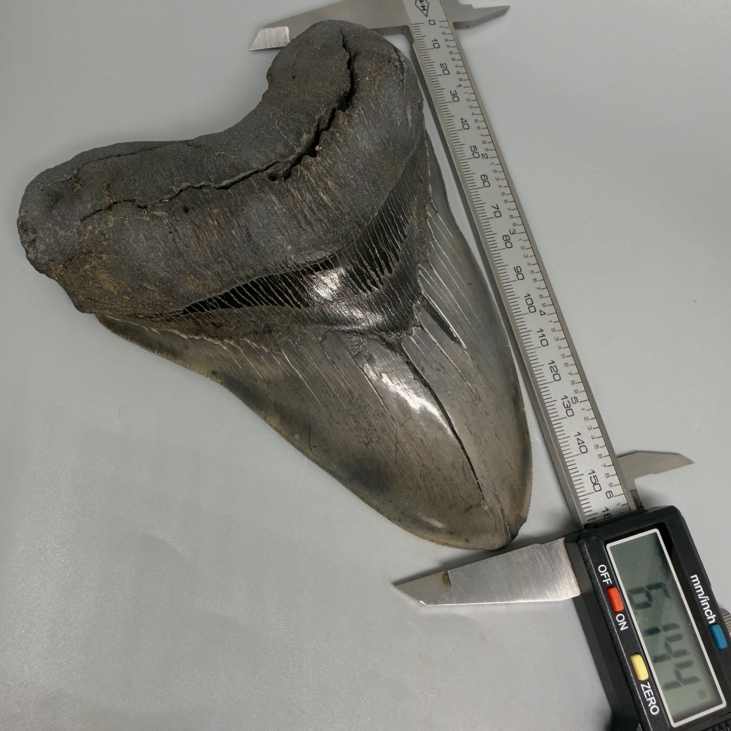Front View in calipers 6.14" Authentic Megalodon Tooth – Massive South Carolina Fossil CM5402