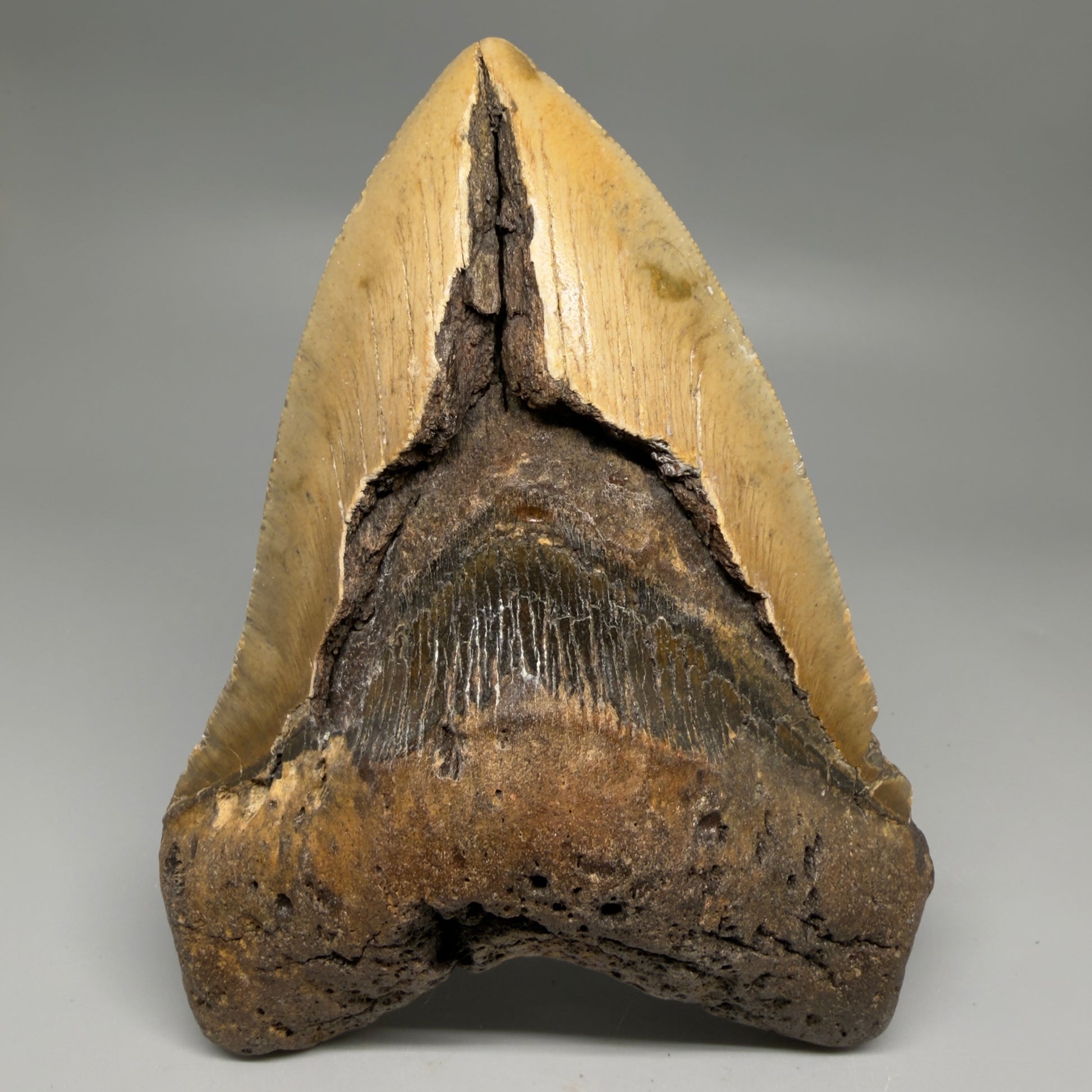 Front View 6.14" WIDE Authentic Megalodon Tooth – Extra Large, Colorful Fossil from North Carolina CM6278