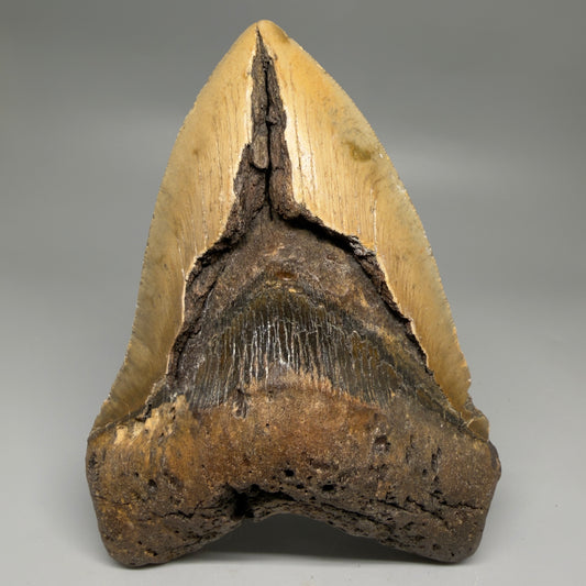 Front View 6.14" WIDE Authentic Megalodon Tooth – Extra Large, Colorful Fossil from North Carolina CM6278