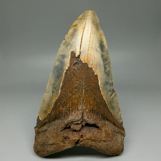 Front View 6.20" Authentic Megalodon Tooth – Extra Large, Colorful Fossil from North Carolina CM5960