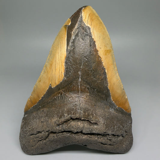 Front View 6.20" Authentic Megalodon Tooth – Extra Large Fossil from North Carolina | Collector Megalodon Teeth for Sale CM5552