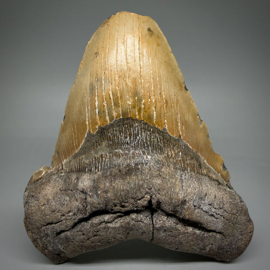 Front View 6.27" Authentic Megalodon Tooth – Extra Large, Colorful Fossil from North Carolina CM6069