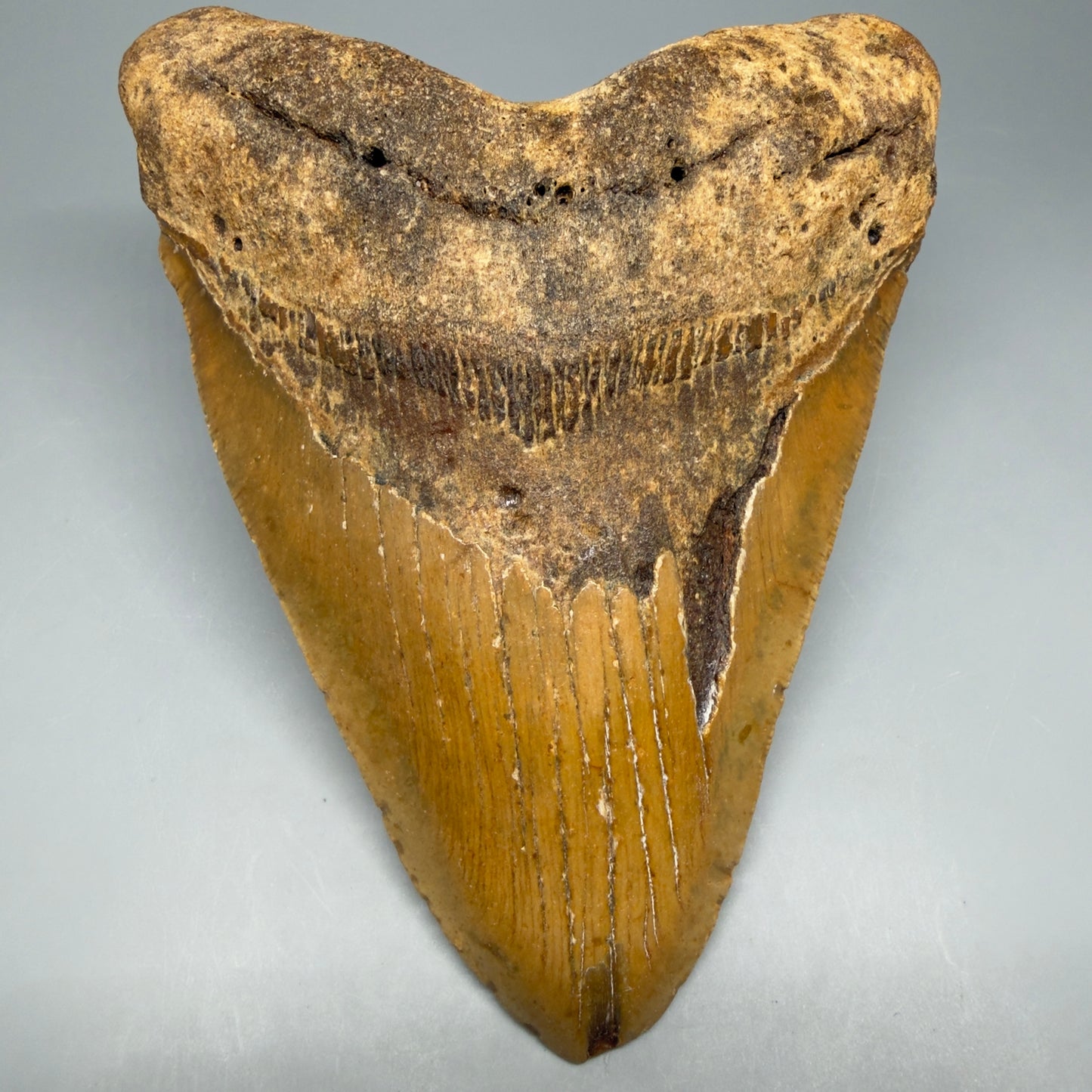 Front View 6.32" HUGE Authentic Megalodon Tooth – Extra Large, Colorful Fossil from North Carolina CM6447 - 1