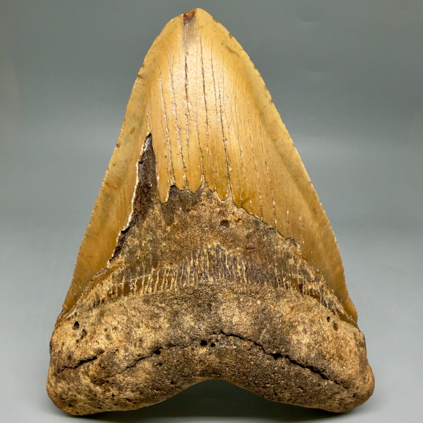 Front View 6.32" HUGE Authentic Megalodon Tooth – Extra Large, Colorful Fossil from North Carolina CM6447
