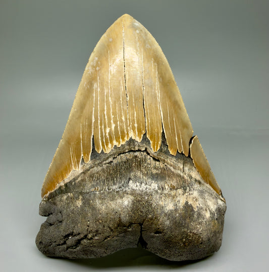 Front View 6.34" Authentic Megalodon Tooth – Extra Large, Collector's Quality Fossil from North Carolina CM6068