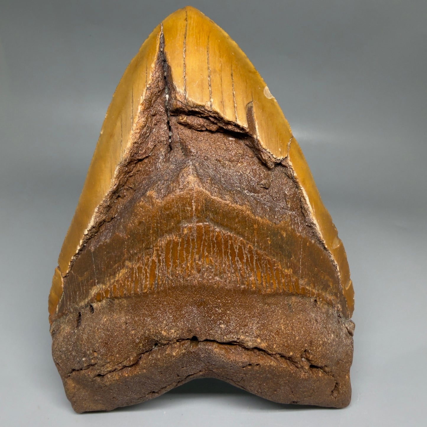 Front View 6.35" Authentic Megalodon Tooth – Extra Large, Colorful Fossil from North Carolina CM6171