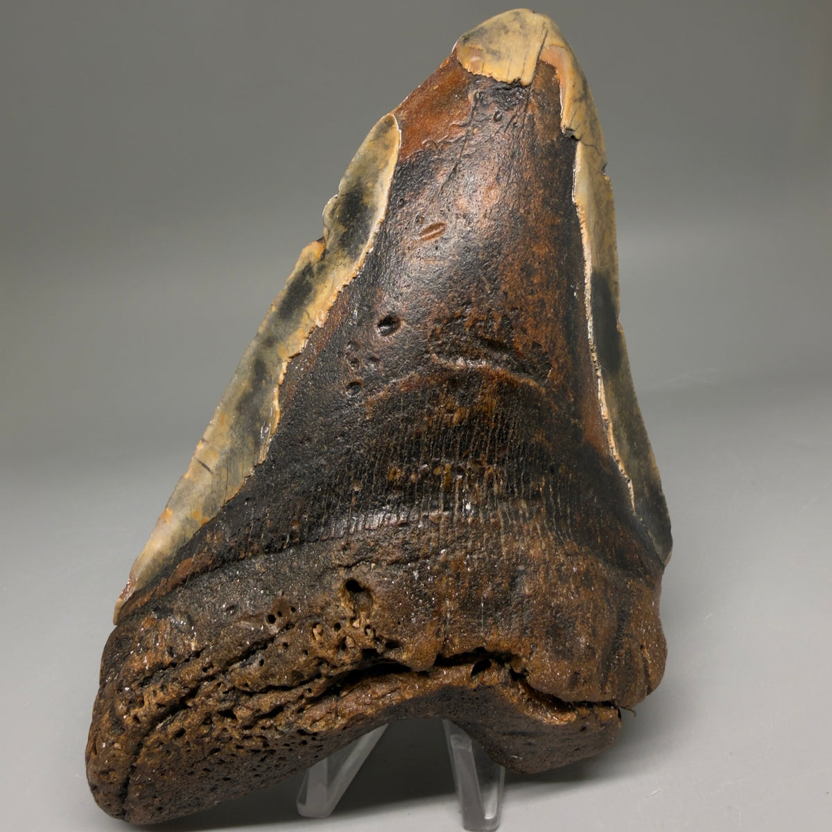 Front View 6.37" Authentic Megalodon Tooth – Extra Large, Colorful Fossil from North Carolina megalodonteeth.com CM6762