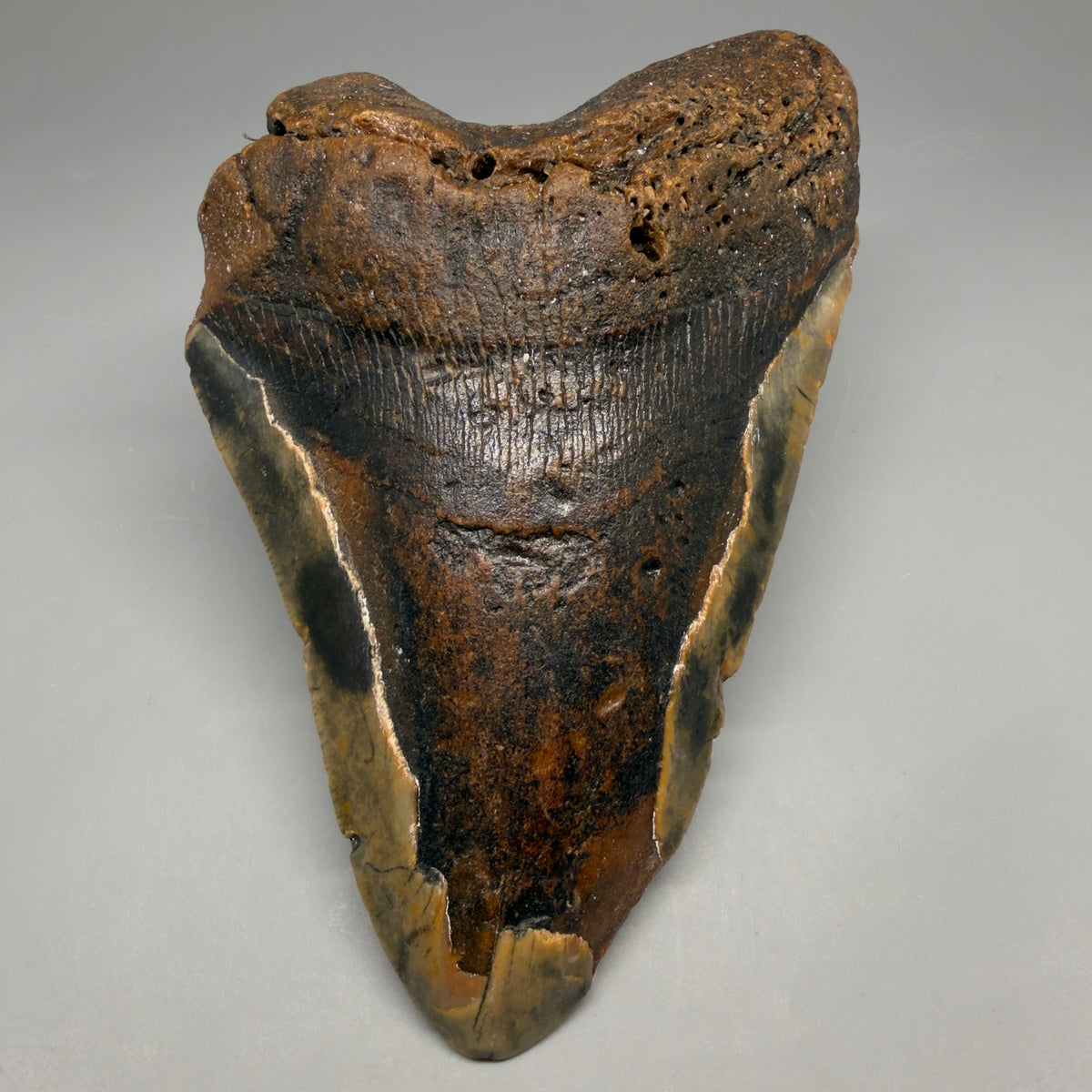 Front View 6.37" Authentic Megalodon Tooth – Extra Large, Colorful Fossil from North Carolina megalodonteeth.com CM6762 - 1