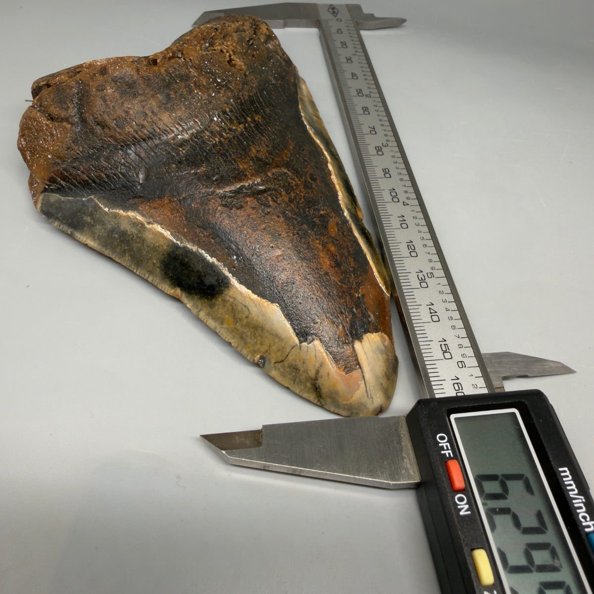 Front View 6.37" Authentic Megalodon Tooth – Extra Large, Colorful Fossil from North Carolina megalodonteeth.com CM6762 - 2