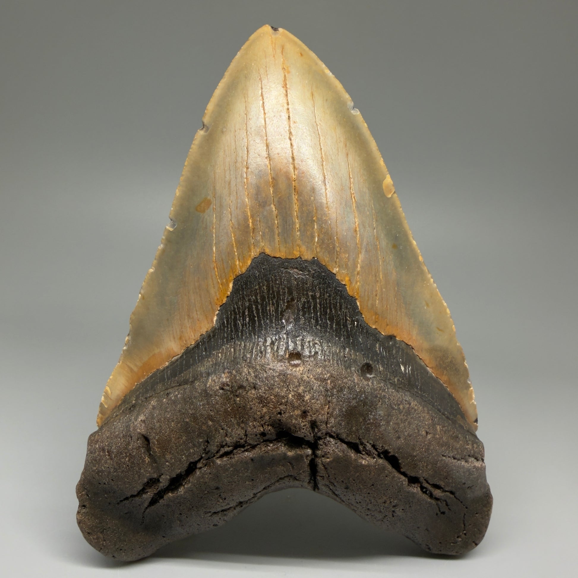Front View 6.53" Authentic Megalodon Tooth – Extra Large Fossil from North Carolina | Collector Megalodon Teeth for Sale CM5621