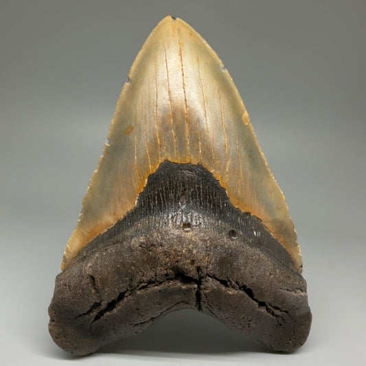 Front View 6.53" Authentic Megalodon Tooth – Extra Large Fossil from North Carolina | Collector Megalodon Teeth for Sale CM5621