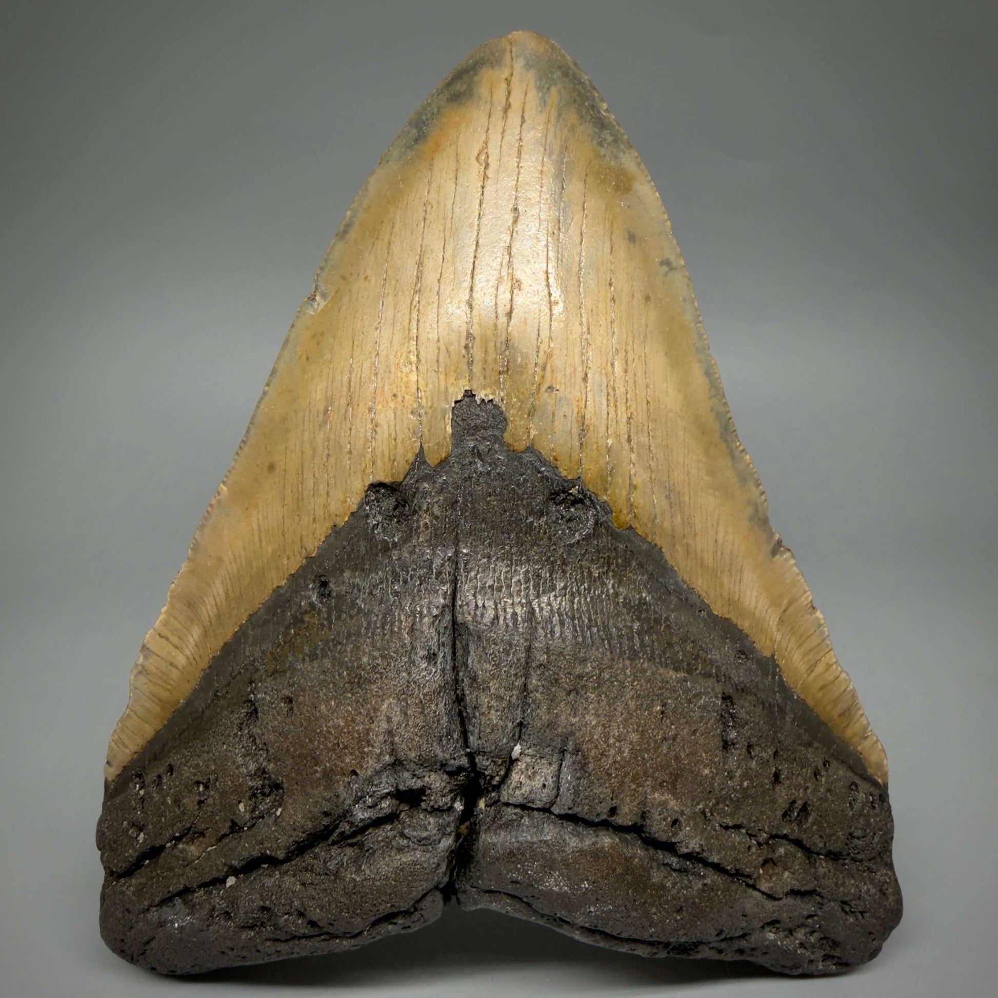 Front View 6.53" HUGE Authentic Megalodon Tooth – Extra Large, Colorful Fossil from North Carolina CM6450 - 1
