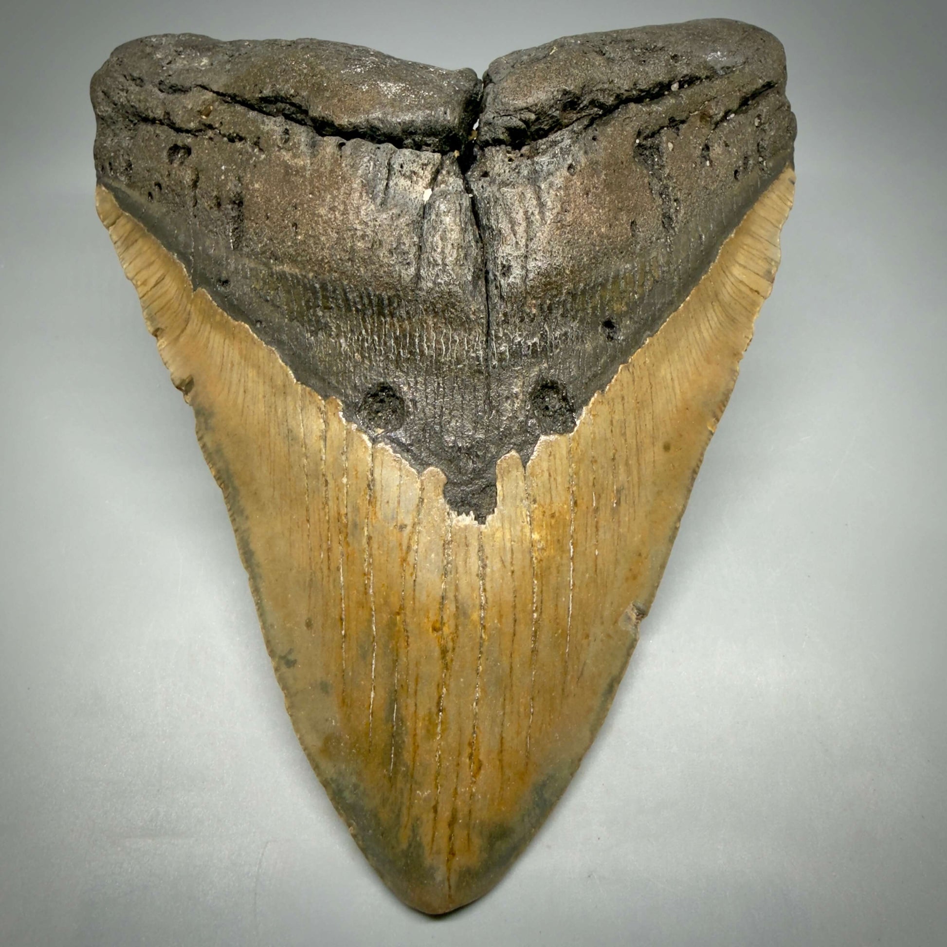 Front View 6.53" HUGE Authentic Megalodon Tooth – Extra Large, Colorful Fossil from North Carolina CM6450