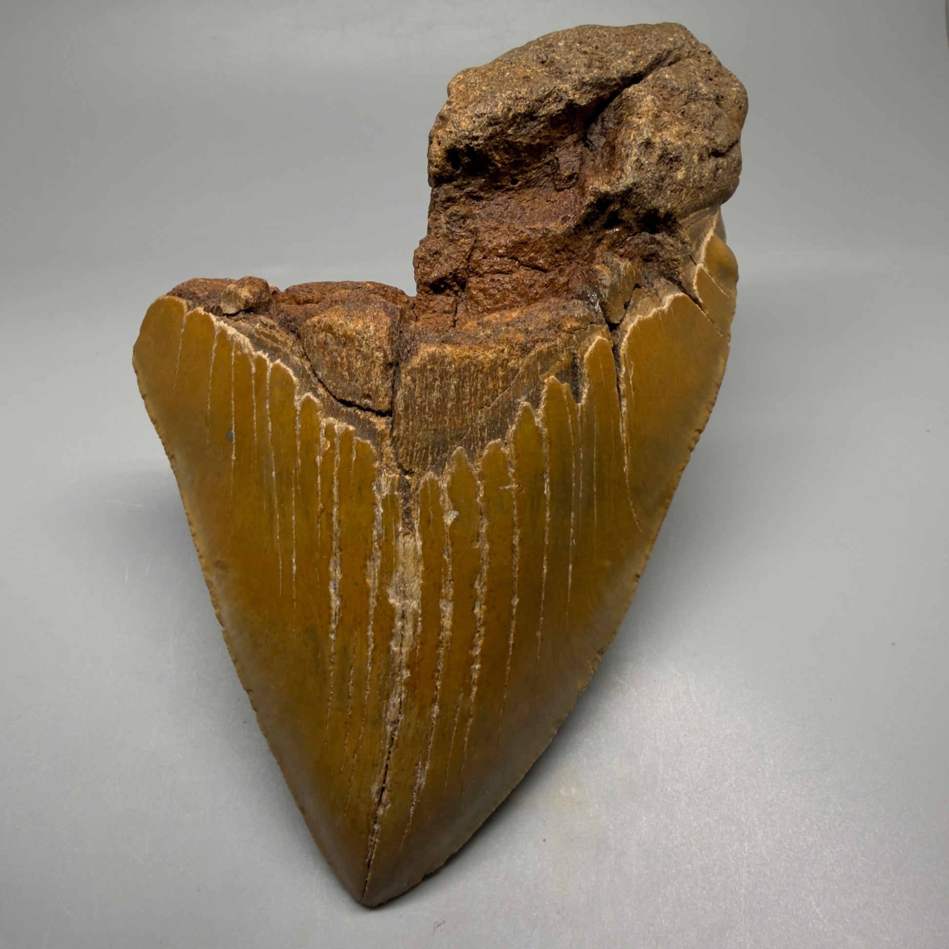 Front View 6.54" Authentic Megalodon Tooth – Extra Large Fossil from North Carolina | Collector Megalodon Teeth for Sale CM5883