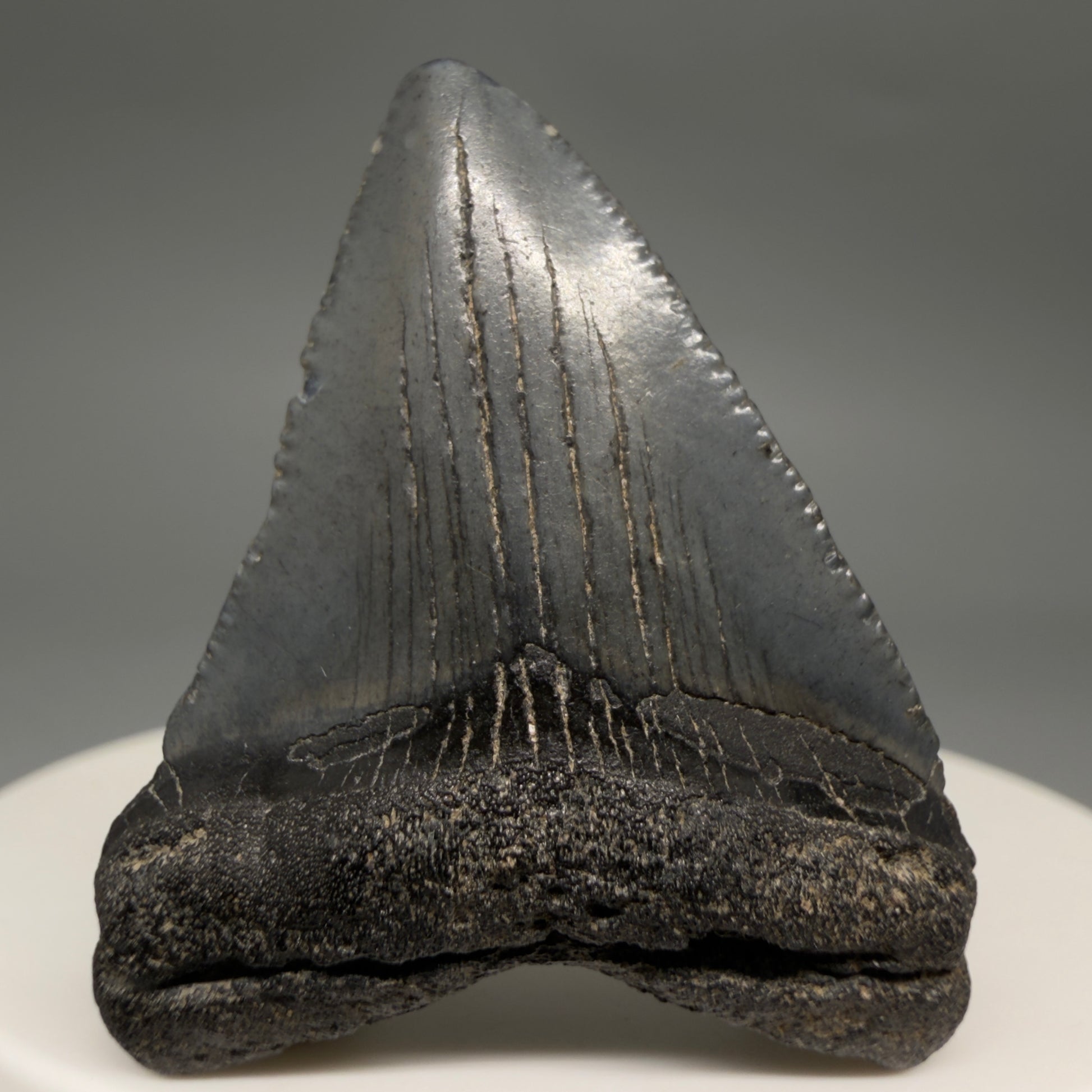 Front View Affordable 1.60" Colorful Fossil Megalodon Tooth – South Carolina River Find | Authentic megalodonteeth.com CM6536