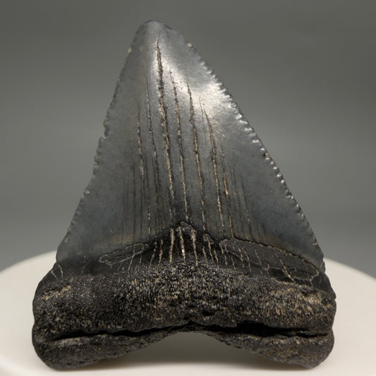 Front View Affordable 1.60" Colorful Fossil Megalodon Tooth – South Carolina River Find | Authentic megalodonteeth.com CM6536