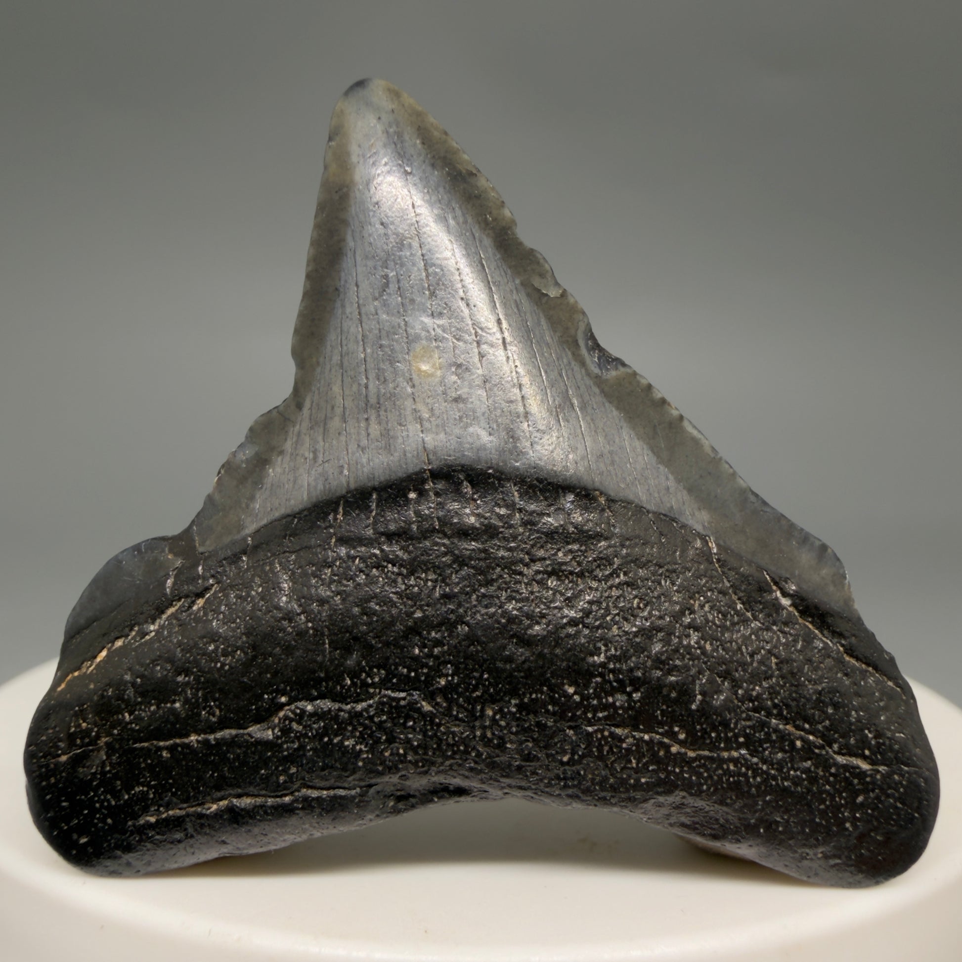 Front View Affordable 1.67" Colorful Fossil Megalodon Tooth – South Carolina River Find | Authentic megalodonteeth.com CM6537