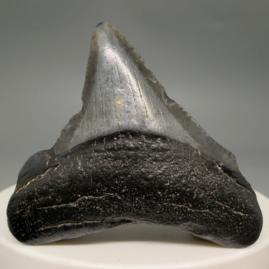 Front View Affordable 1.67" Colorful Fossil Megalodon Tooth – South Carolina River Find | Authentic megalodonteeth.com CM6537
