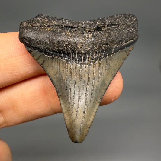 Front View Affordable 1.91" Colorful Fossil Megalodon Tooth – South Carolina River Find | Authentic megalodonteeh.com CM6540