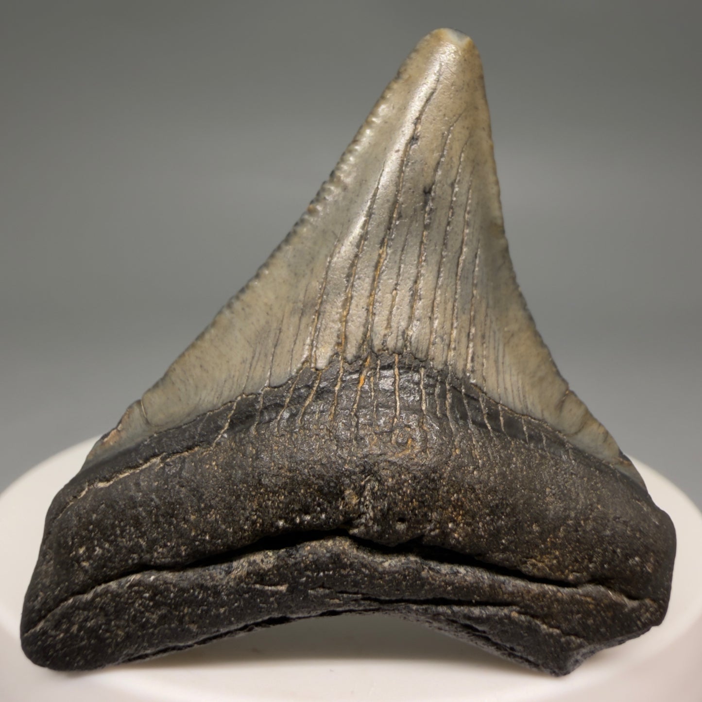Front View Affordable 1.91" Colorful Fossil Megalodon Tooth – South Carolina River Find | Authentic megalodonteeh.com CM6540 - 1