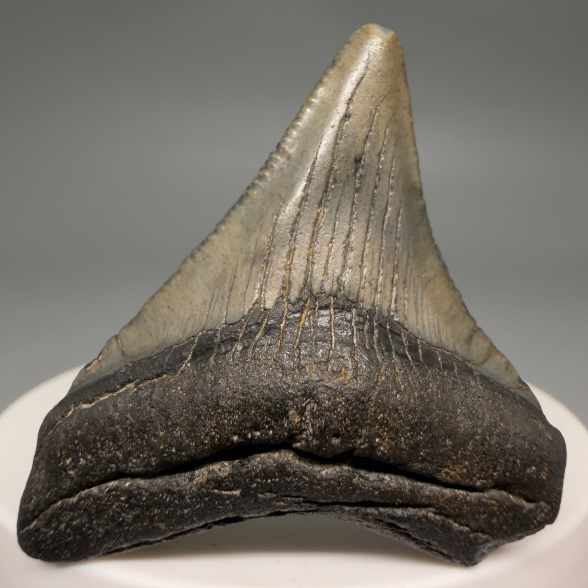 Front View Affordable 1.91" Colorful Fossil Megalodon Tooth – South Carolina River Find | Authentic megalodonteeh.com CM6540 - 1