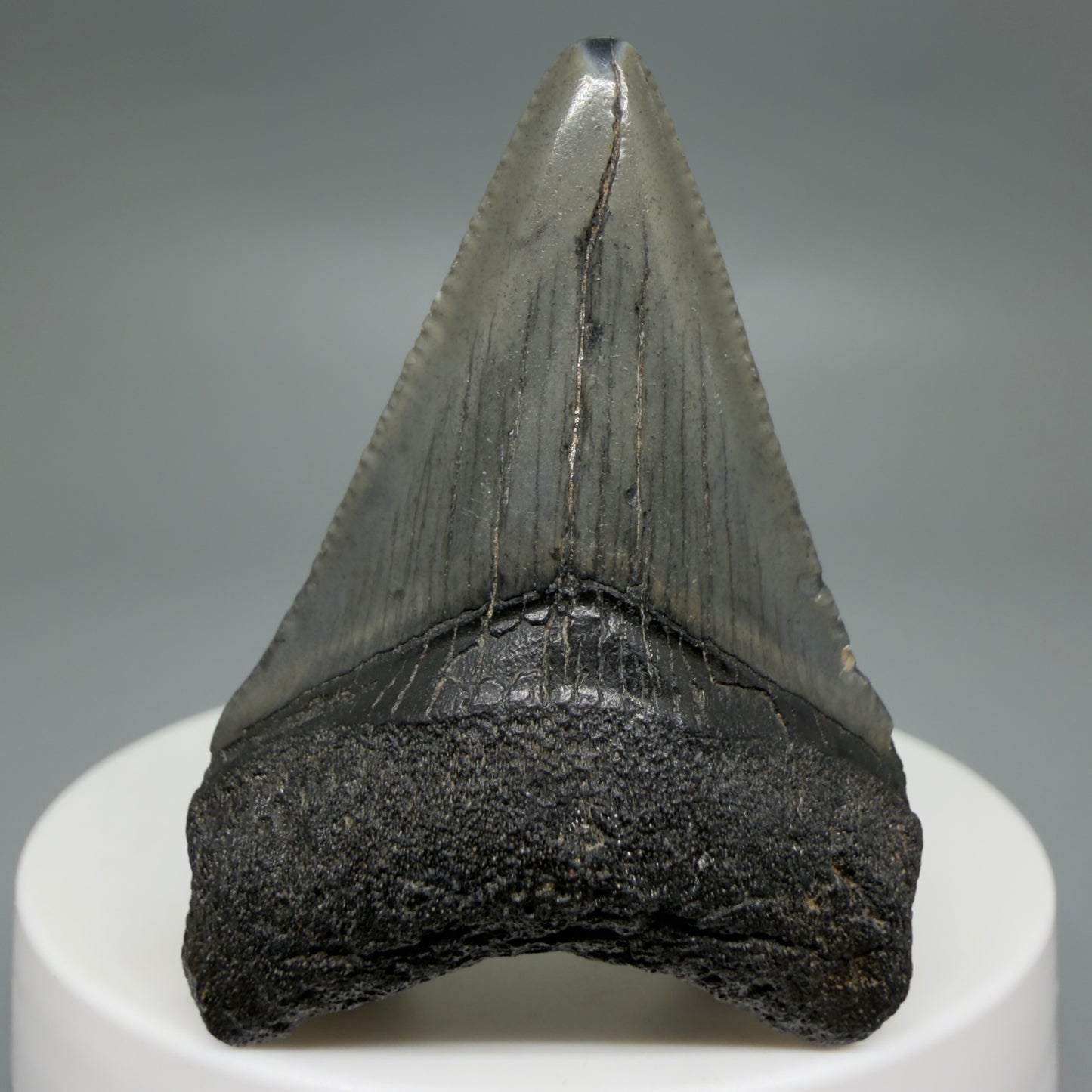 Front View Affordable 1.95" Colorful Fossil Megalodon Tooth – South Carolina River Find | Authentic CM6210