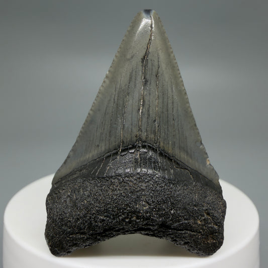 Front View Affordable 1.95" Colorful Fossil Megalodon Tooth – South Carolina River Find | Authentic CM6210