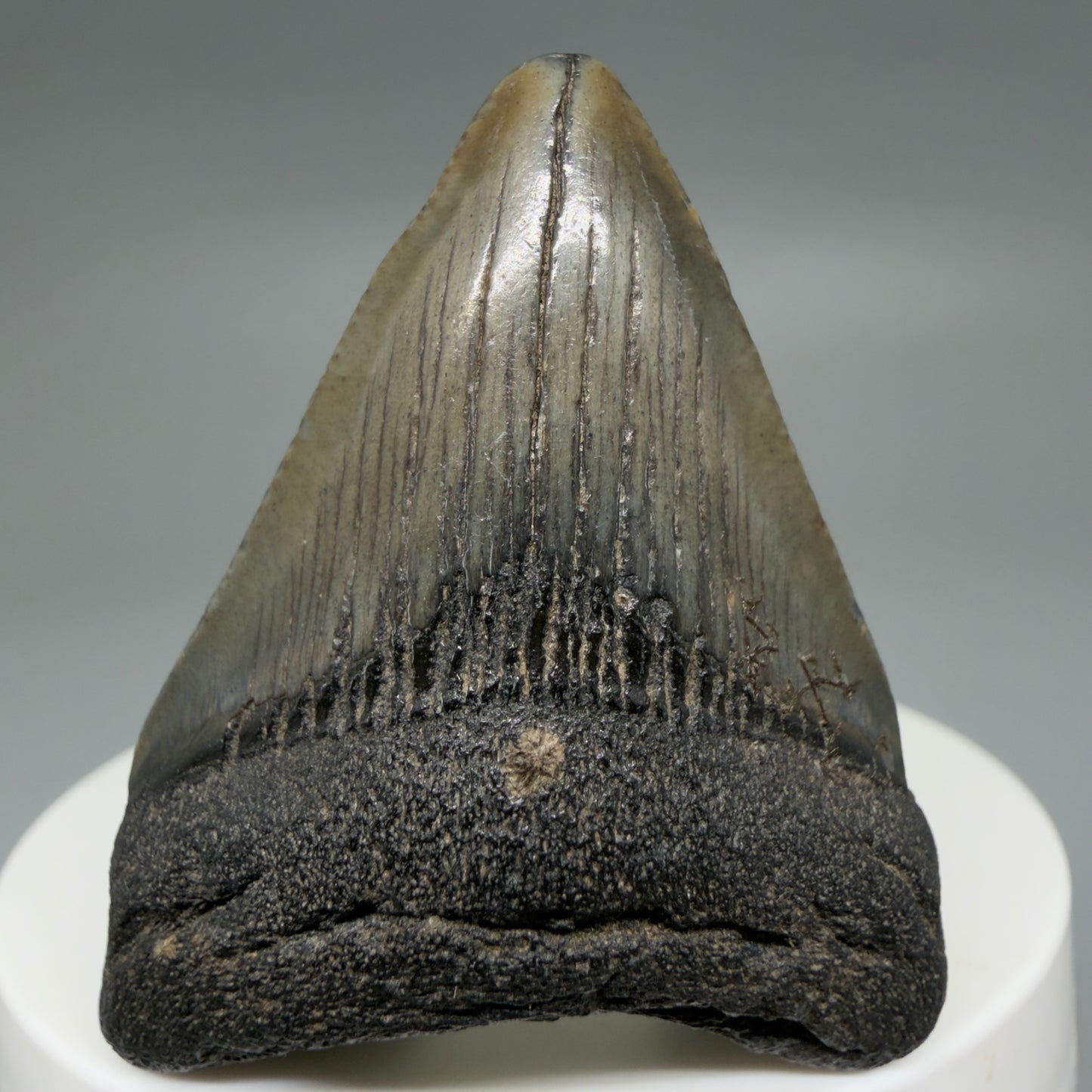 Front View Affordable 1.97" Colorful Fossil Megalodon Tooth – South Carolina River Find | Authentic CM6212
