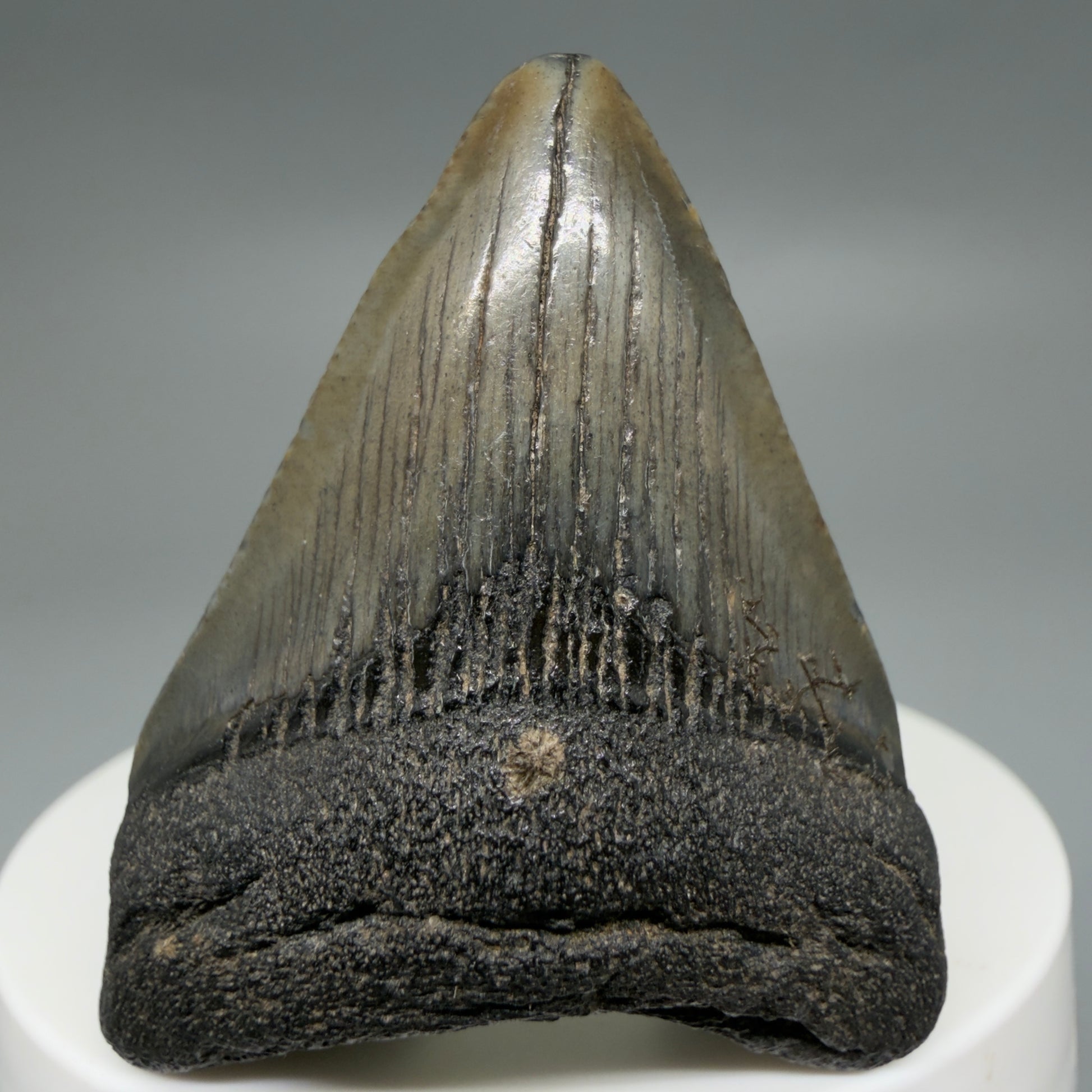 Front View Affordable 1.97" Colorful Fossil Megalodon Tooth – South Carolina River Find | Authentic CM6212