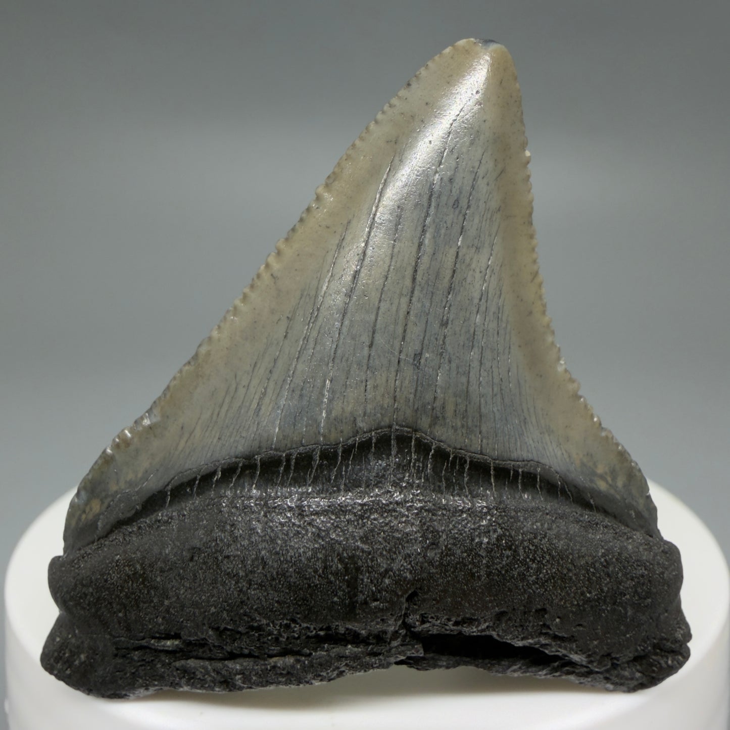 Front View Affordable 2.01" Colorful Fossil Megalodon Tooth – South Carolina River Find | Authentic CM6211