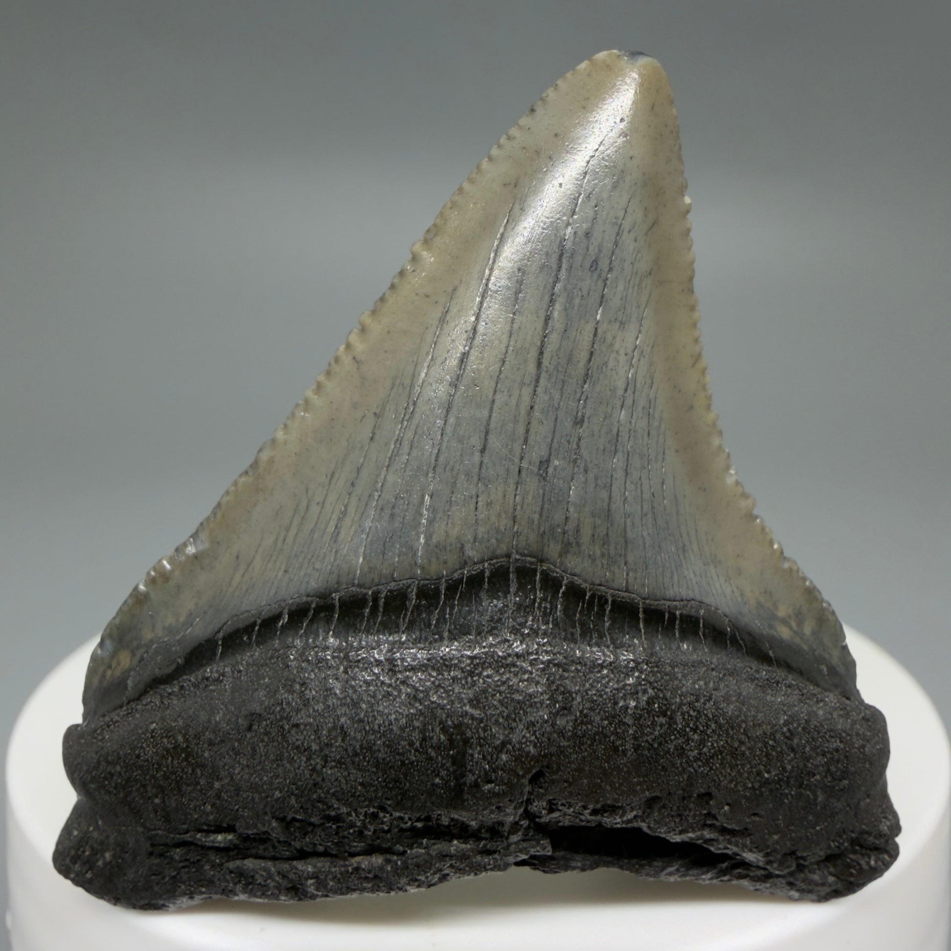 Front View Affordable 2.01" Colorful Fossil Megalodon Tooth – South Carolina River Find | Authentic CM6211