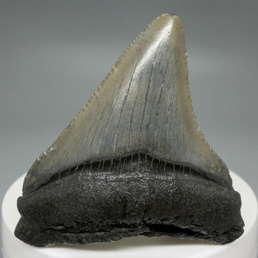 Front View Affordable 2.01" Colorful Fossil Megalodon Tooth – South Carolina River Find | Authentic CM6211