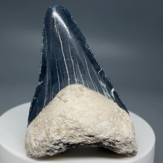 Front View Affordable 2.08" Fossil Megalodon Shark Tooth - Bone Valley, Florida CM6201