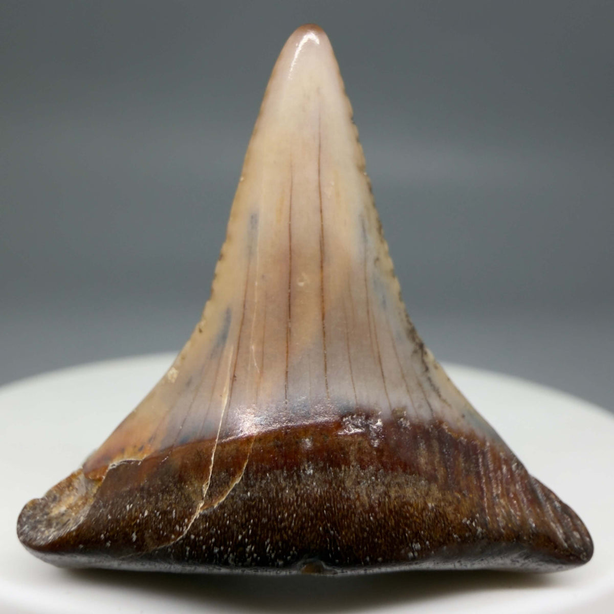 Front View Affordable, colorful 1.30" long Fossil Great White Tooth from the deserts of Peru megalodonteeth.com GW1376