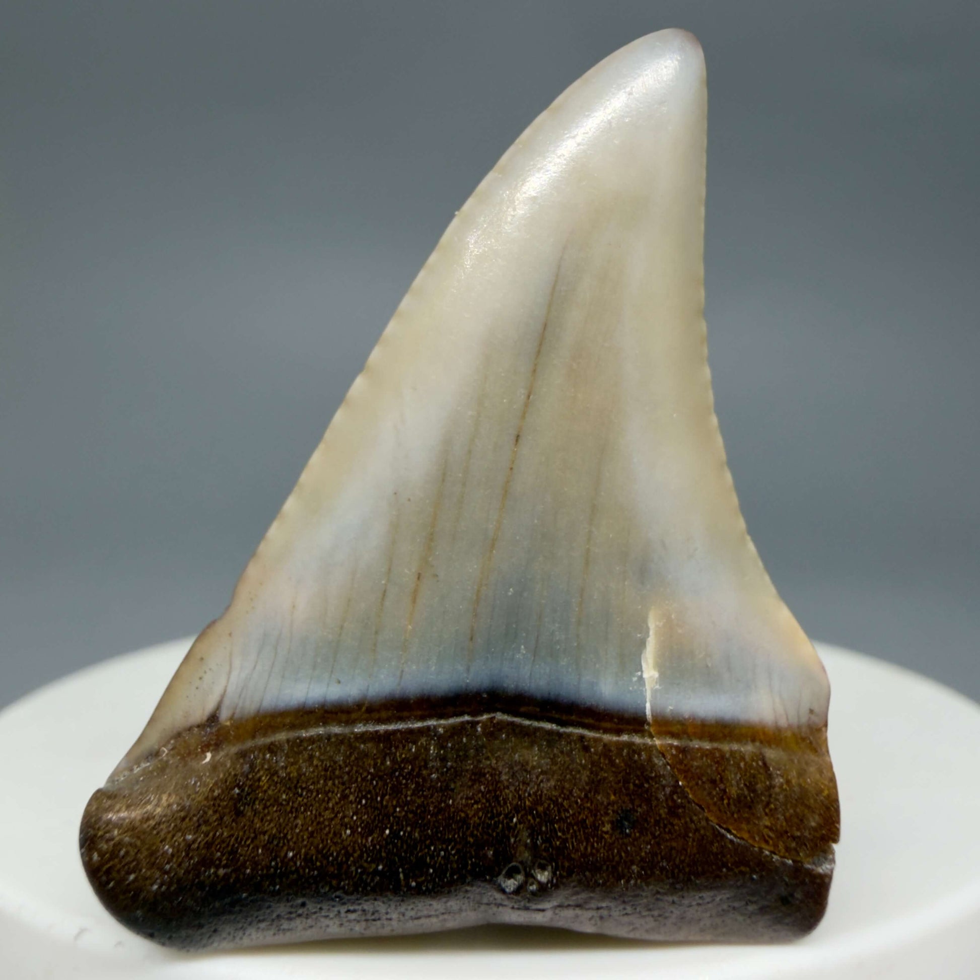 Front View Affordable, colorful 1.64" long Fossil Great White Tooth from the deserts of Peru GW1358