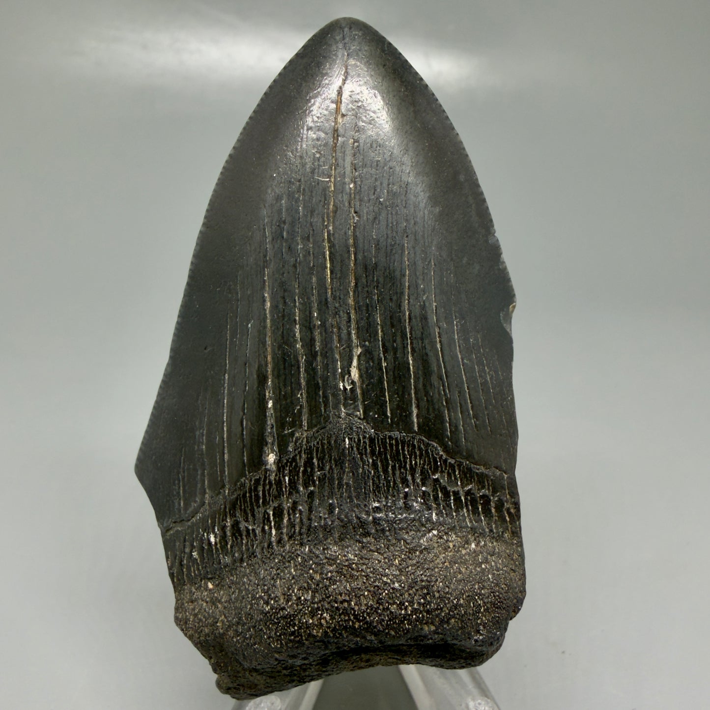 Front View Affordable, jet black 3.20" Fossil Megalodon Tooth - Georgia CM6089