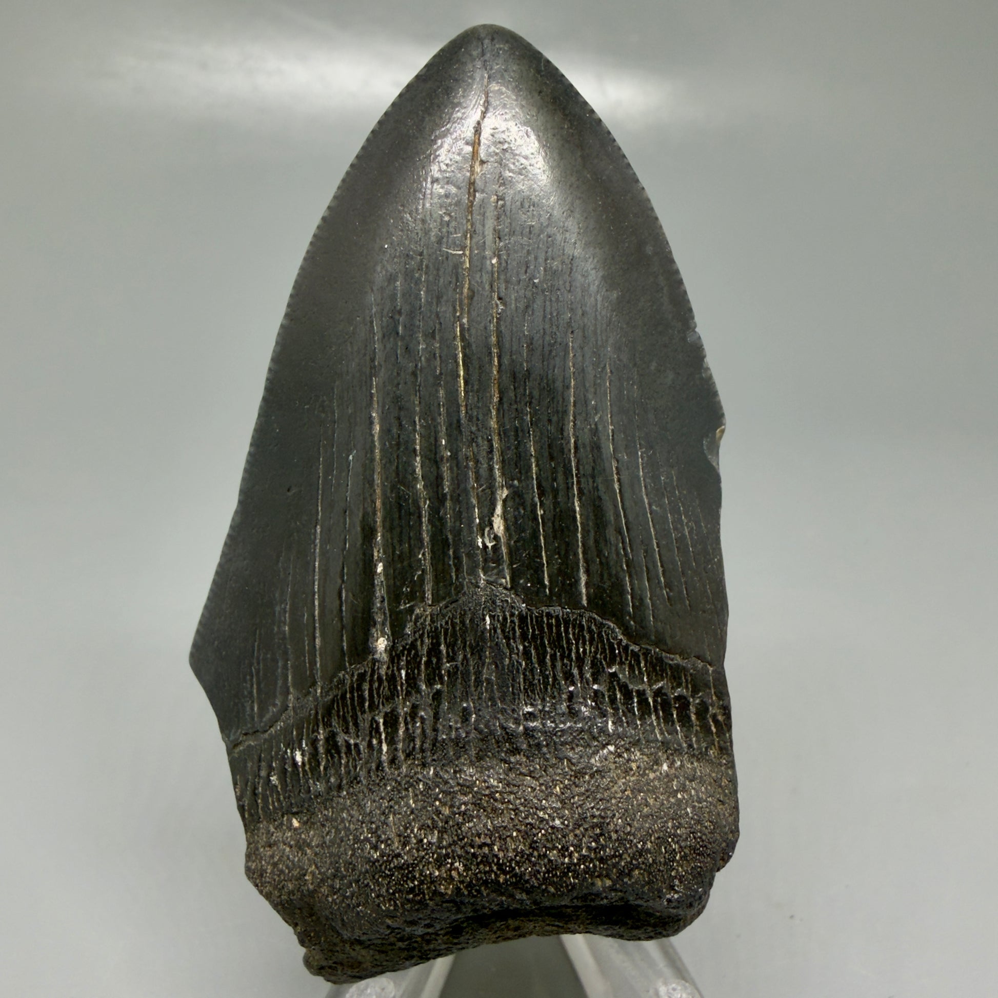 Front View Affordable, jet black 3.20" Fossil Megalodon Tooth - Georgia CM6089