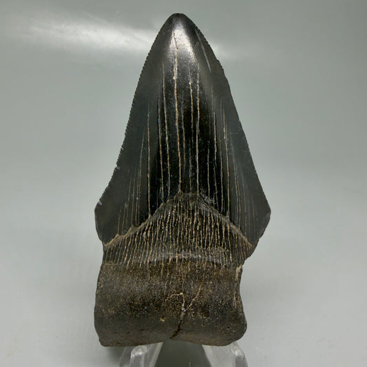 Front View Affordable, jet black 3.70" Fossil Megalodon Tooth - Georgia CM6090